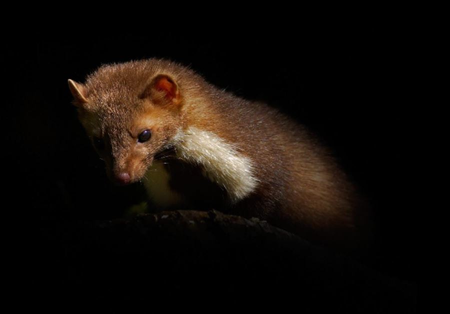 Sådan bekæmper du måren på loftet – en guide til husejere